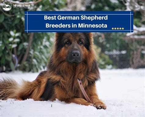 6 Best German Shepherd Breeders In Minnesota 2023 The Good German