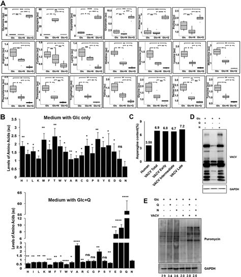 Asparagine Rescues VACV Protein Synthesis From Glutamine Depletion A