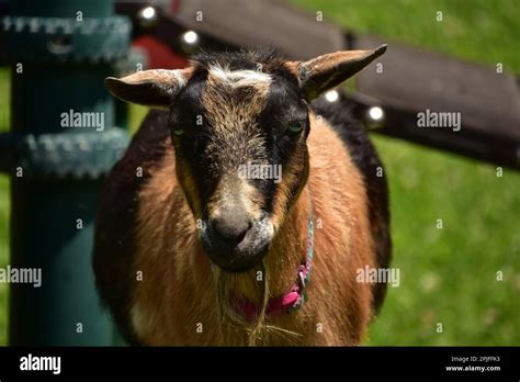 Cute Bearded Billy Goat On A Farm In The Summer Time Stock Photo Alamy