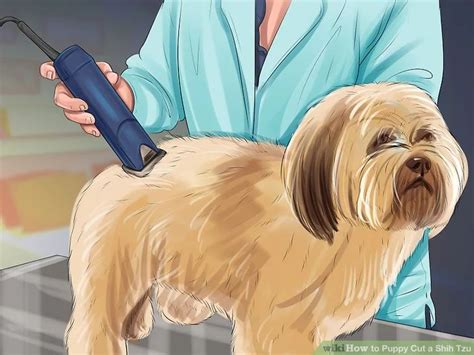 How To Groom A Shih Tzu Step By Step Guide