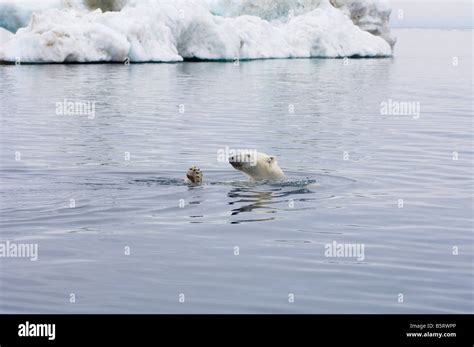 polar bear swims next to iceberg Stock Photo - Alamy