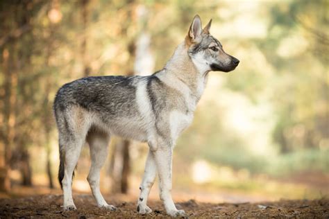 Chien loup tchécoslovaque : un chien fidèle et très sensible