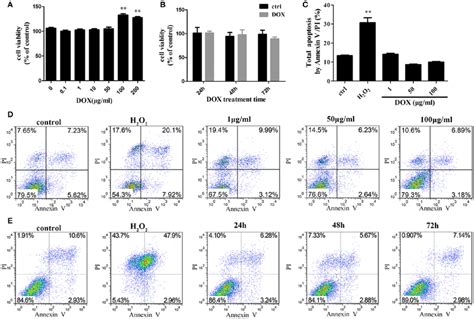 Dox Induces Complete Mitophagy A Transmission Electron Microscopic