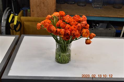 Ranunculus Cloni Mandarino Iandf Design