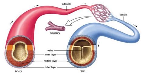 Types Of Blood Vessels