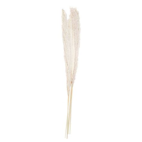 A Touch Of Pampas Bleached Pampas Grass 5pk Party Delights