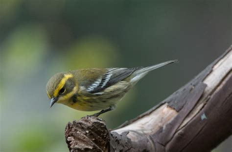 Four Species Warbler Day Wings Over Skagit