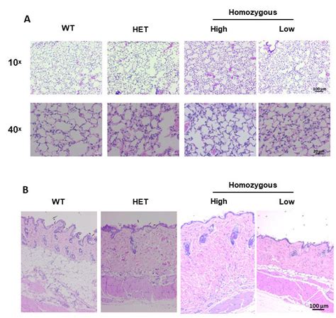 Histological Evaluation Of Tissue Morphology In Lung And Skin Tissues