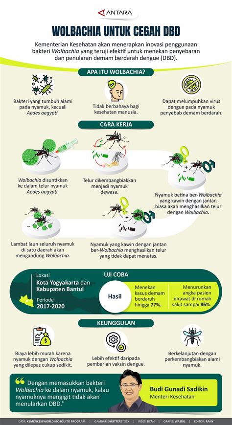 Wolbachia Untuk Cegah Dbd Infografik Antara News