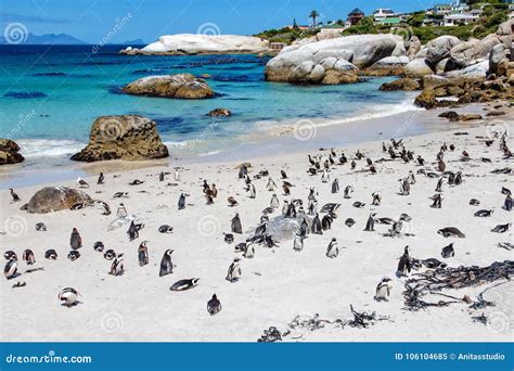boulders beach penguin colony boulders beach penguins xtgo