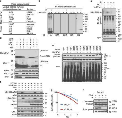 Ufl Monoufmylates Histone H And Promotes Atm Activation A Selected