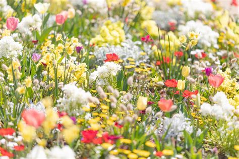 春花の写真素材 ぱくたそ