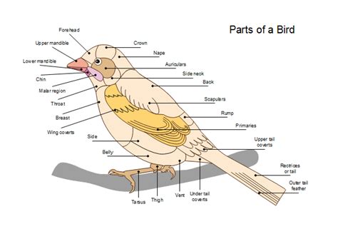 Parts Of A Bird Free Parts Of A Bird Templates