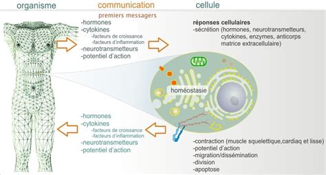 Introduction Introduction La Signalisation Cellulaire Biologie