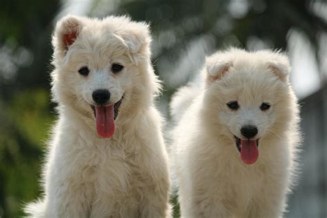 dog images      dog images stock  hd