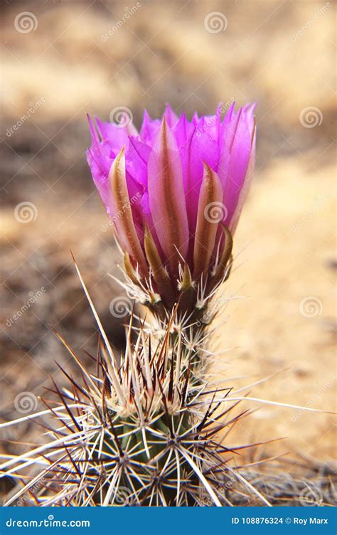 Desert Cactus in Full Color Stock Photo - Image of buttes, hike: 108876324