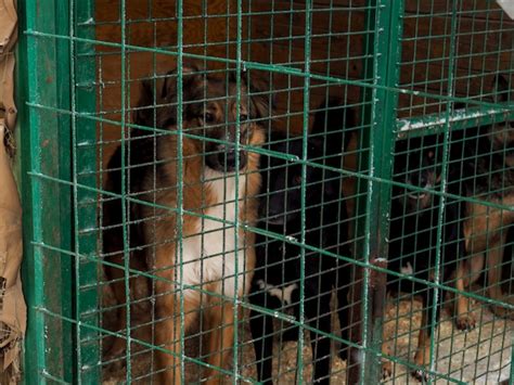 Cachorro Em Abrigo De Animais Cachorro Sem Teto Na Gaiola Foto Premium