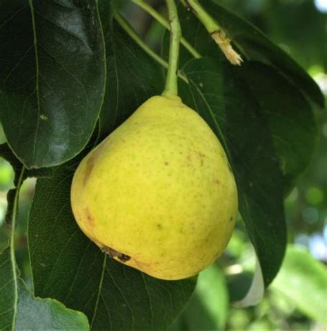 Orient Pear Tree Pear Pear Trees Fruit