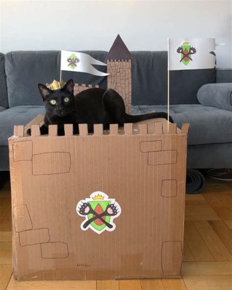 Diy Cat Forts 30 Pics