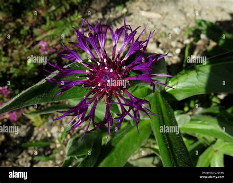 Centaurea Montana Purple Hi Res Stock Photography And Images Alamy