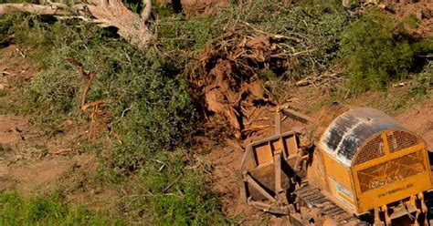 Deforestación Argentina Perdió 28 Millones De Hectáreas De Bosques