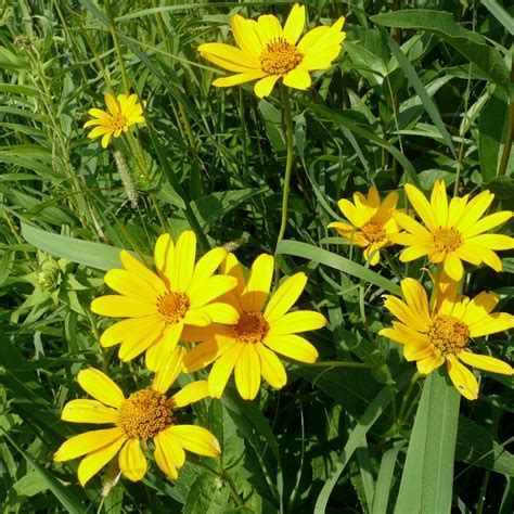 Pale Leaf Sunflower Helianthus Strumosus Plants Rphelst