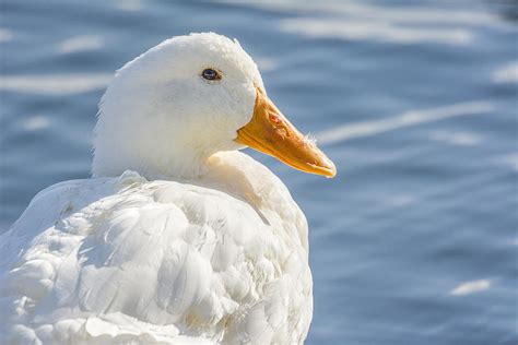 American Pekin Duck Photograph by SharaLee Art - Pixels