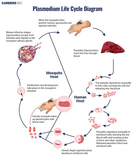 Plasmodium Life Cycle Diagram Causes Symptoms Treatment