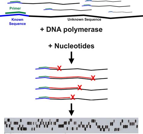 A Brief Guide To Dna Sequencing Ars Technica