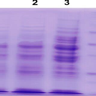 Sds Page Of Expression In Wild Type Recombinant Phytophthora Cinnamomi