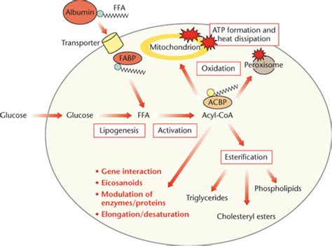 Peroxisomes A Nexus For Lipid Metabolism And Cellular Signaling Cell