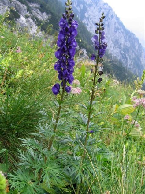 Tauern Eisenhut Aconitum Tauricum Beschreibung Steckbrief Systematik