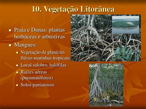Caracteristicas Da Vegetação Litoranea - O Que é Vegetação Litorânea - BRAINCP