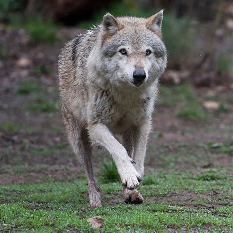 Mehr Hilfe beim Schutz vor Wölfen in RLP SWR Aktuell