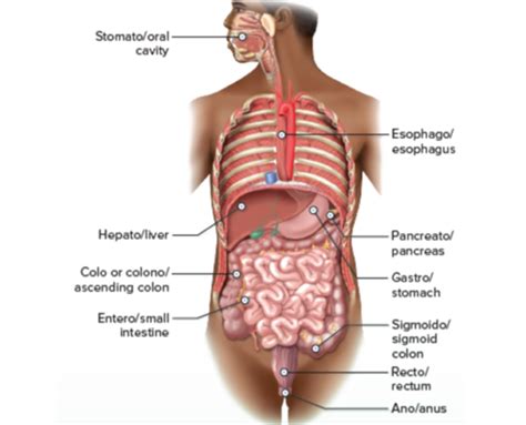 Med Terms Chapter 11 Gastrointestinal System Flashcards Quizlet