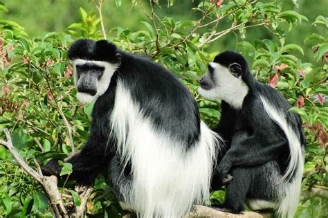 Combining Chimpanzee And Colobus Monkey Trekking In Nyungwe