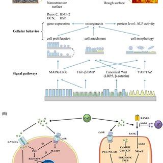 Mechanism Of Ca In Osteogenesis A Various Signaling Pathways