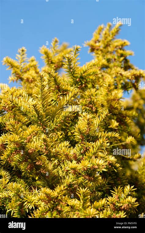 Taxus Baccata Fastigiata Aurea Golden Yew Golden Irish Yew Tree Irish Golden Yew Tree