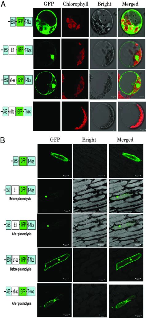 Subcellular Localization Of Egfp And Of The E1 Egfp E1 As Egfp And