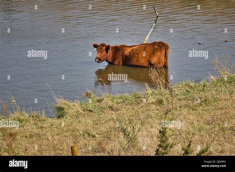 Cow swimming hi-res stock photography and images - Alamy