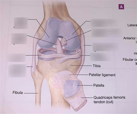 The Knee Joint Diagram Quizlet