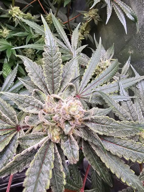 Flowers finishing too soon grow question by PabloTheGrower - GrowDiaries