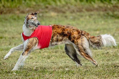 A Red Shirtclad Borzoi Canine Races And Pursues Prey On The Coursing Field In A Competition ...