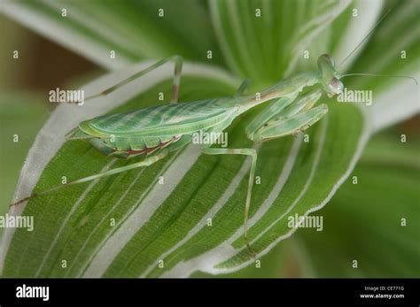 Praying Mantis Camouflage Hi Res Stock Photography And Images Alamy