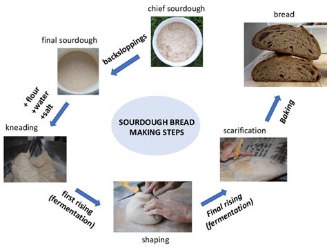 Yeast Fermentation In Bread