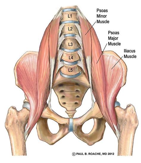 Pin By Xavier Ca Igueral On Anatomia Hip Anatomy Yoga Anatomy