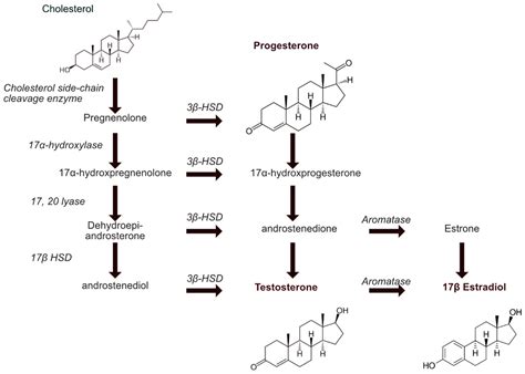 Cancers Free Full Text Sex Hormones In Lymphedema