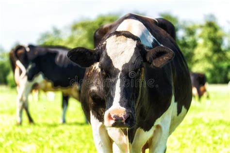 Dutch Holstein Black And White Cow In A Meadow Stock Photo Image Of