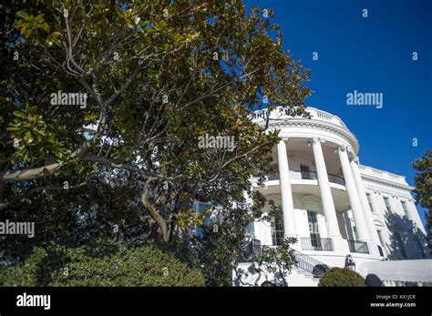 The Jackson Magnolia, a tree that was planted on the White House ...