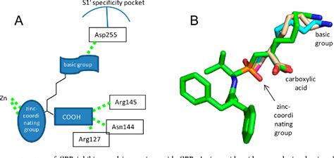 Figure From Structural Basis For Inhibition Of Carboxypeptidase B By